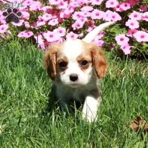 Rover, Cavalier King Charles Spaniel Puppy
