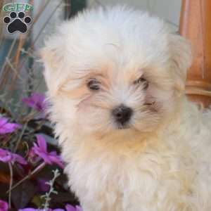 Rover, Maltese Puppy