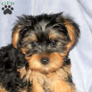 Rover, Yorkie Puppy