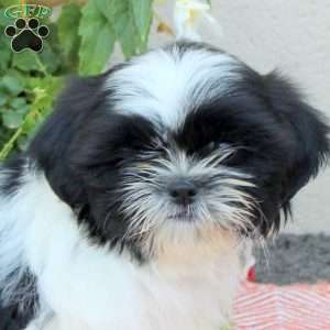 Rover, Shih Tzu Puppy