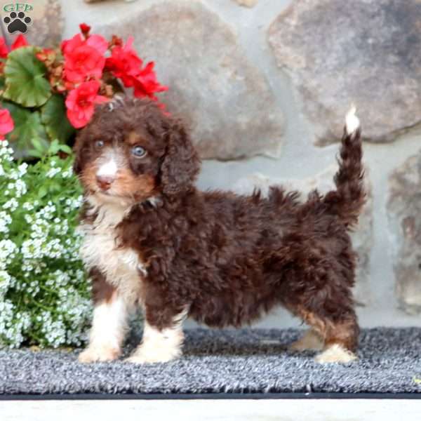 Roxie, Mini Bernedoodle Puppy
