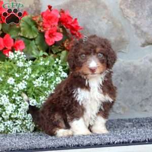 Roxie, Mini Bernedoodle Puppy