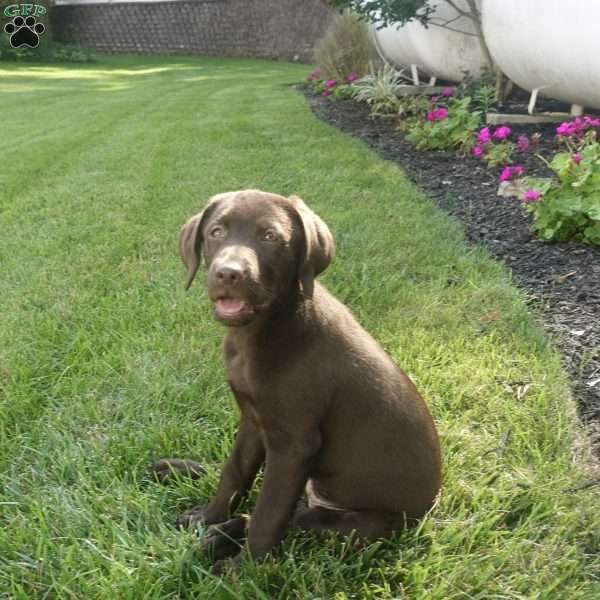 Roxie, Chocolate Labrador Retriever Puppy