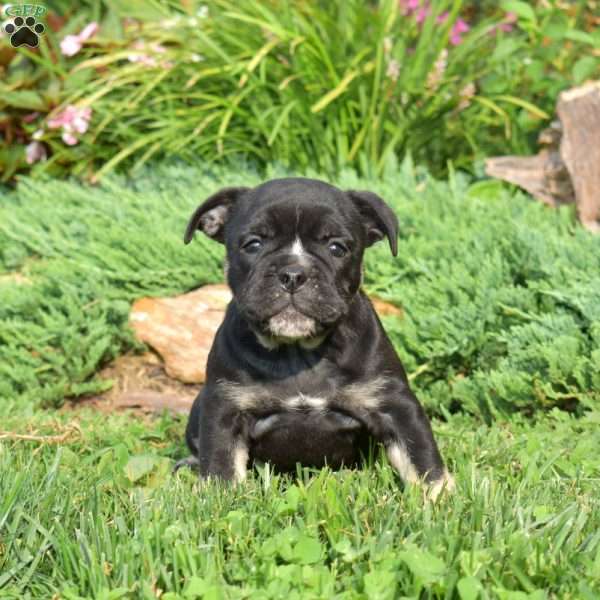 Roxy, Olde English Bulldogge Puppy