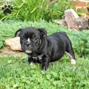 Roxy, Olde English Bulldogge Puppy