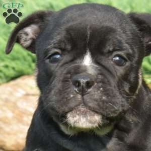 Roxy, Olde English Bulldogge Puppy