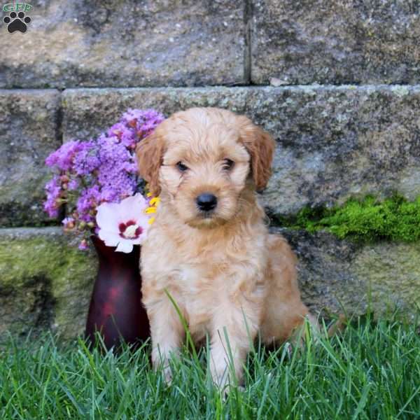 Roxy, Miniature Poodle Mix Puppy