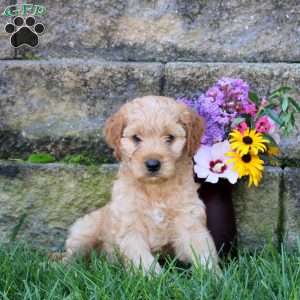Roxy, Miniature Poodle Mix Puppy