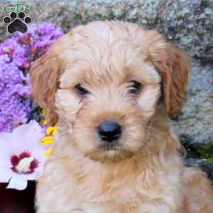 Roxy, Miniature Poodle Mix Puppy