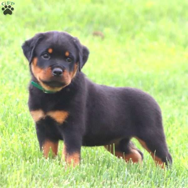 Roxy, Rottweiler Puppy