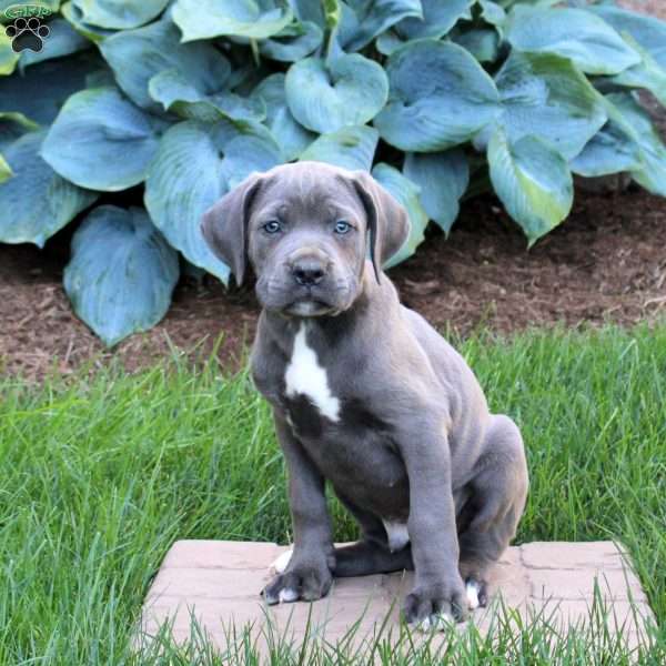 Roy, Cane Corso Puppy