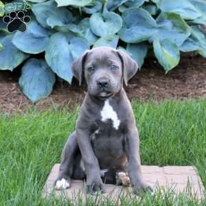 Roy, Cane Corso Puppy
