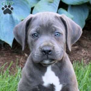 Roy, Cane Corso Puppy