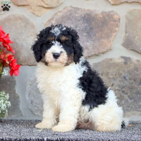 Royal, Mini Bernedoodle Puppy