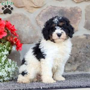 Royal, Mini Bernedoodle Puppy