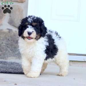 Royal, Mini Bernedoodle Puppy