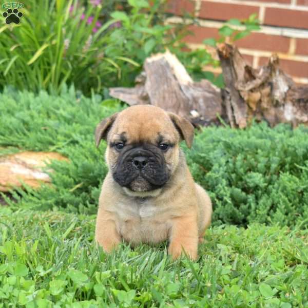 Rubble, Olde English Bulldogge Puppy