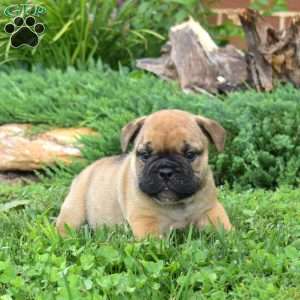 Rubble, Olde English Bulldogge Puppy