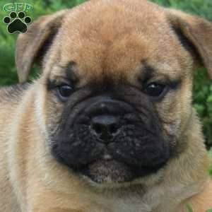 Rubble, Olde English Bulldogge Puppy