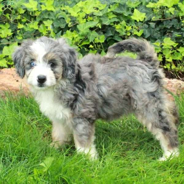 Ruby, Mini Bernedoodle Puppy