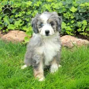 Ruby, Mini Bernedoodle Puppy
