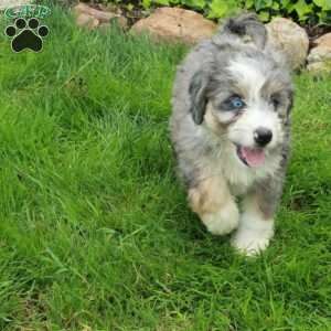 Ruby, Mini Bernedoodle Puppy