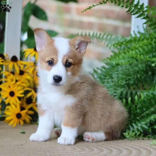 Ruby, Pembroke Welsh Corgi Puppy