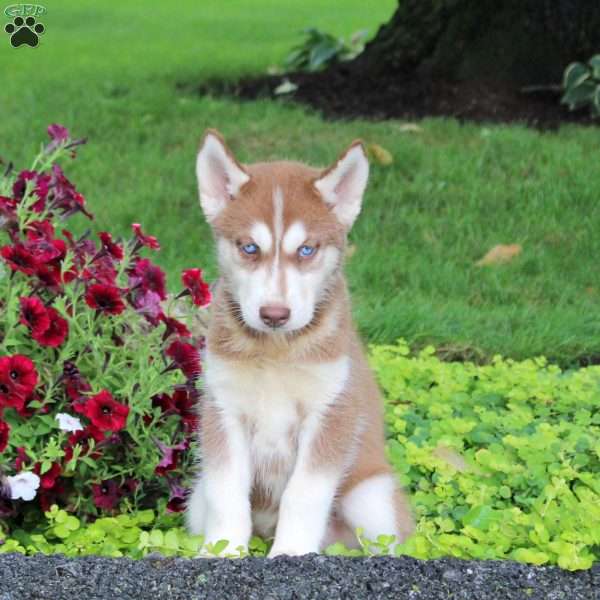 Ruger, Siberian Husky Puppy