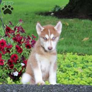 Ruger, Siberian Husky Puppy