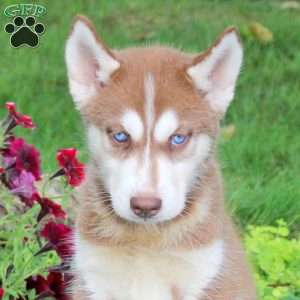 Ruger, Siberian Husky Puppy