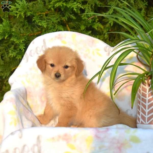 Rusty, Pomeranian Mix Puppy