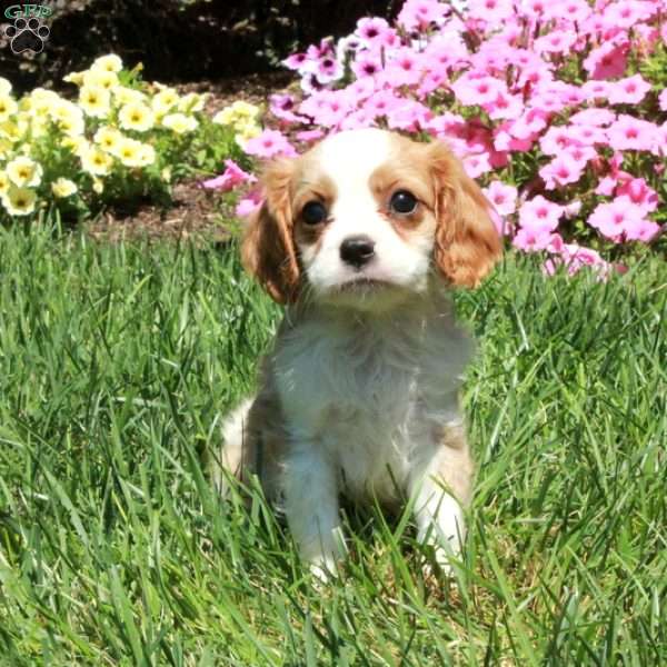 Rusty, Cavalier King Charles Spaniel Puppy
