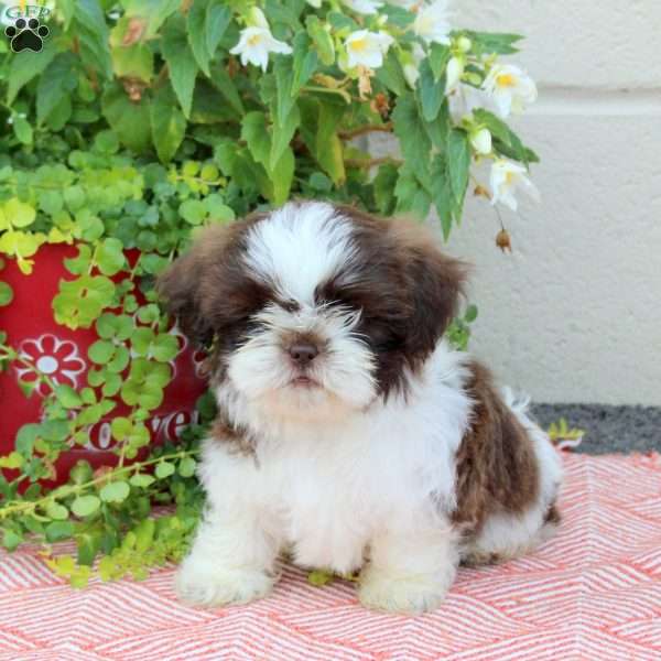 Rusty, Shih Tzu Puppy