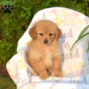 Rusty, Pomeranian Mix Puppy