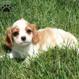 Rusty, Cavalier King Charles Spaniel Puppy