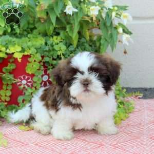 Rusty, Shih Tzu Puppy
