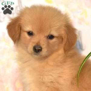 Rusty, Pomeranian Mix Puppy