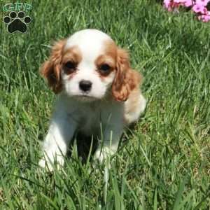Rusty, Cavalier King Charles Spaniel Puppy