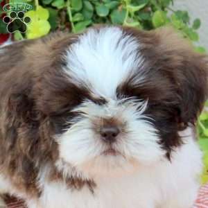 Rusty, Shih Tzu Puppy