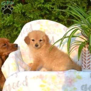 Rusty, Pomeranian Mix Puppy
