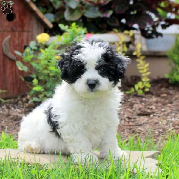Ryan, Maltipoo Puppy
