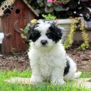 Ryan, Maltipoo Puppy