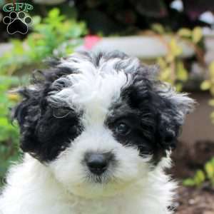 Ryan, Maltipoo Puppy
