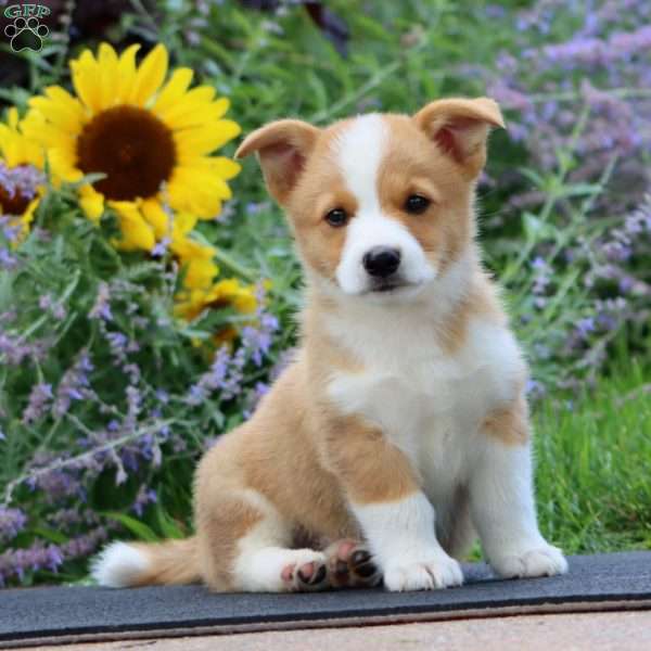 Ryan, Pembroke Welsh Corgi Puppy