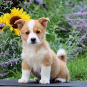 Ryan, Pembroke Welsh Corgi Puppy