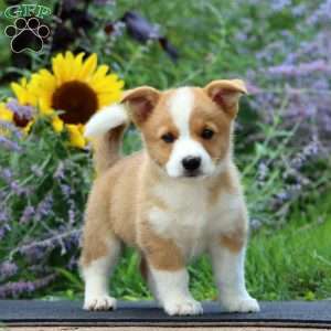 Ryan, Pembroke Welsh Corgi Puppy