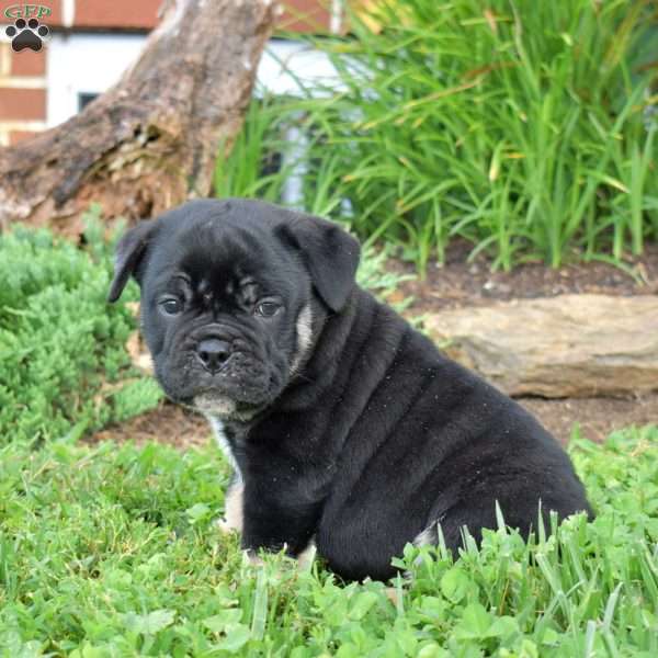 Ryder, Olde English Bulldogge Puppy