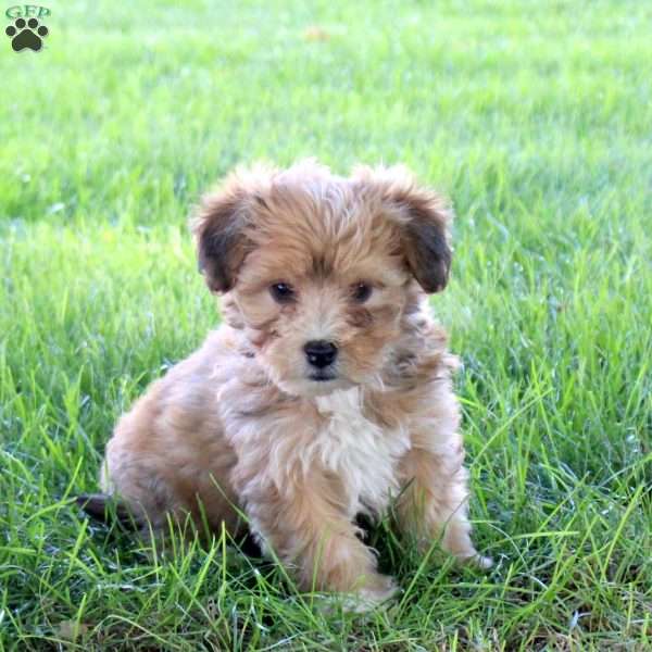 Ryder, Havanese Puppy
