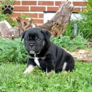 Ryder, Olde English Bulldogge Puppy