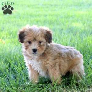 Ryder, Havanese Puppy